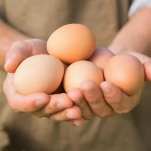 huevo-organico